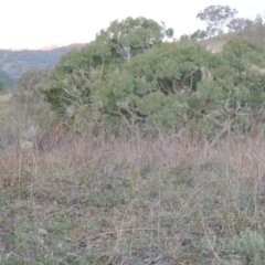 Bothriochloa macra at Tennent, ACT - 17 May 2020