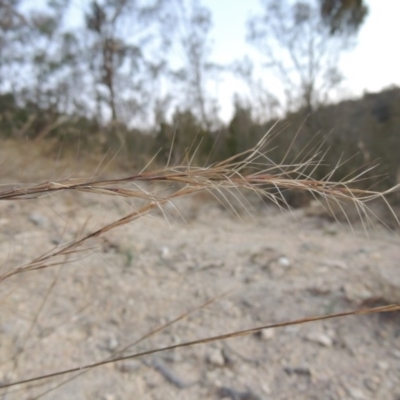 Aristida ramosa (Purple Wire Grass) at Tennent, ACT - 17 May 2020 by michaelb