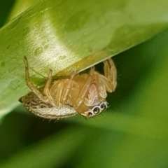 Unidentified Jumping or peacock spider (Salticidae) at Bega, NSW - 13 Sep 2020 by JenniferWillcox