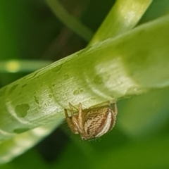 Maratus scutulatus at Bega, NSW - 13 Sep 2020 04:10 PM