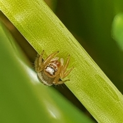 Maratus scutulatus at Bega, NSW - 13 Sep 2020 04:10 PM