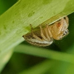 Maratus scutulatus at Bega, NSW - 13 Sep 2020 04:10 PM