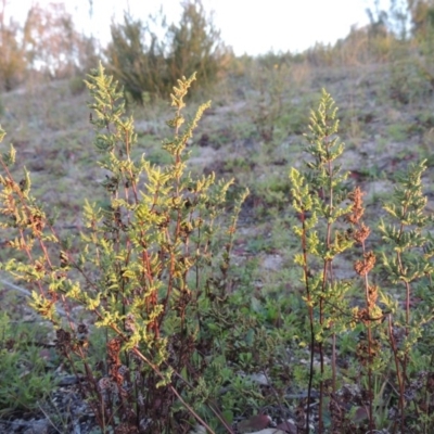 Cheilanthes sieberi (Rock Fern) at Tennent, ACT - 17 May 2020 by MichaelBedingfield