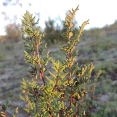 Cheilanthes sieberi at Tennent, ACT - 17 May 2020