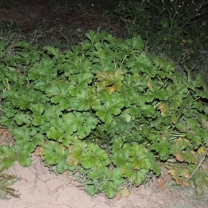 Erodium crinitum at Tennent, ACT - 17 May 2020 08:04 PM