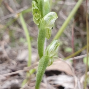 Hymenochilus cycnocephalus at Molonglo Valley, ACT - 15 Sep 2020