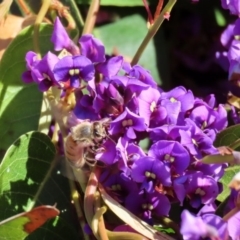 Hardenbergia violacea (False Sarsaparilla) at Holt, ACT - 14 Sep 2020 by RodDeb