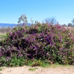 Hardenbergia violacea at Holt, ACT - 14 Sep 2020