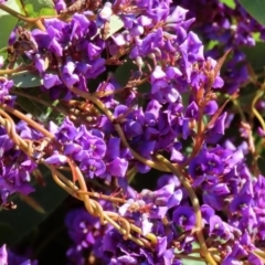 Hardenbergia violacea at Holt, ACT - 14 Sep 2020