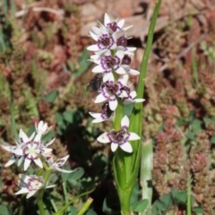 Wurmbea dioica subsp. dioica (Early Nancy) at Holt, ACT - 14 Sep 2020 by RodDeb