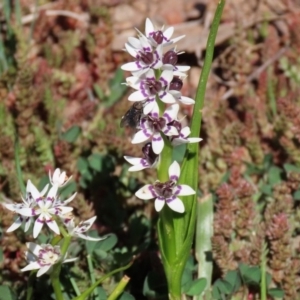 Wurmbea dioica subsp. dioica at Holt, ACT - 14 Sep 2020