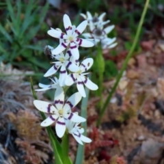 Wurmbea dioica subsp. dioica at Holt, ACT - 14 Sep 2020