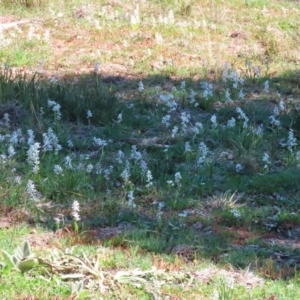 Wurmbea dioica subsp. dioica at Holt, ACT - 14 Sep 2020