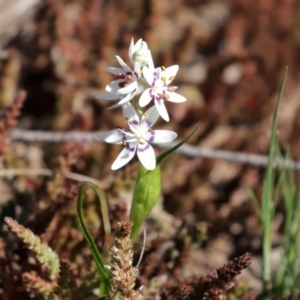 Wurmbea dioica subsp. dioica at Holt, ACT - 14 Sep 2020