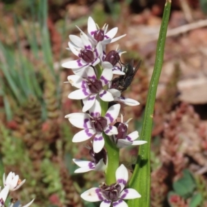 Wurmbea dioica subsp. dioica at Holt, ACT - 14 Sep 2020