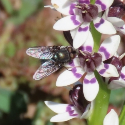 Calliphoridae (family) (Unidentified blowfly) at Woodstock Nature Reserve - 14 Sep 2020 by RodDeb