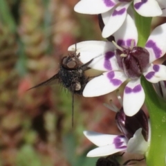 Calliphoridae (family) at Holt, ACT - 14 Sep 2020