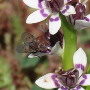 Helina sp. (genus) at Holt, ACT - 14 Sep 2020