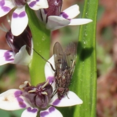 Helina sp. (genus) at Holt, ACT - 14 Sep 2020