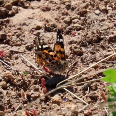 Vanessa kershawi (Australian Painted Lady) at Woodstock Nature Reserve - 14 Sep 2020 by RodDeb