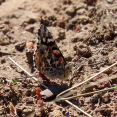 Vanessa kershawi at Holt, ACT - 14 Sep 2020 12:01 PM