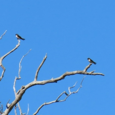 Petrochelidon nigricans (Tree Martin) at Holt, ACT - 14 Sep 2020 by RodDeb