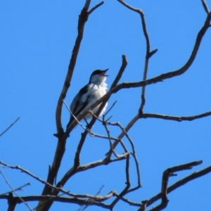 Lalage tricolor at Holt, ACT - 14 Sep 2020