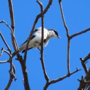 Lalage tricolor at Holt, ACT - 14 Sep 2020