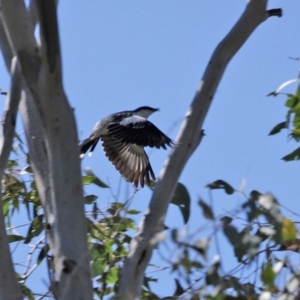 Lalage tricolor at Holt, ACT - 14 Sep 2020