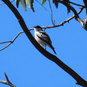 Lalage tricolor at Holt, ACT - 14 Sep 2020