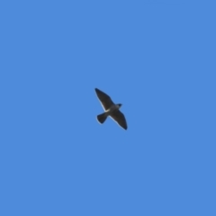 Falco peregrinus (Peregrine Falcon) at Holt, ACT - 14 Sep 2020 by RodDeb