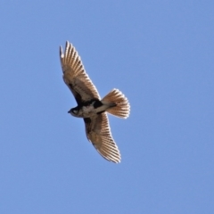 Falco berigora (Brown Falcon) at Ginninderry Conservation Corridor - 14 Sep 2020 by RodDeb