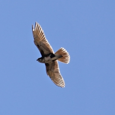 Falco berigora (Brown Falcon) at Ginninderry Conservation Corridor - 14 Sep 2020 by RodDeb