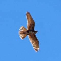 Falco berigora at Ginninderry Conservation Corridor - 14 Sep 2020 12:49 PM