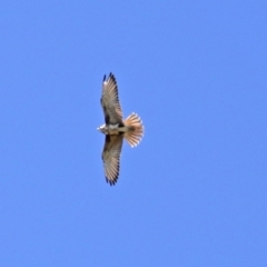 Falco berigora at Ginninderry Conservation Corridor - 14 Sep 2020 12:49 PM