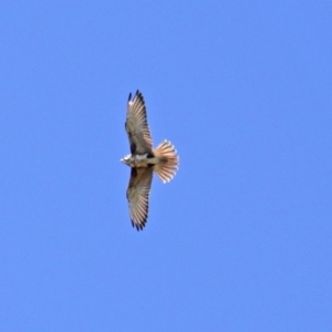 Falco berigora at Ginninderry Conservation Corridor - 14 Sep 2020 12:49 PM