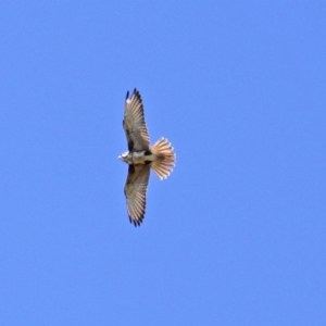 Falco berigora at Holt, ACT - 14 Sep 2020
