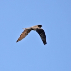 Falco berigora at Ginninderry Conservation Corridor - 14 Sep 2020