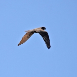 Falco berigora at Holt, ACT - 14 Sep 2020