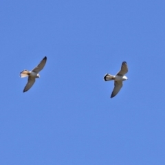Falco cenchroides (Nankeen Kestrel) at Woodstock Nature Reserve - 14 Sep 2020 by RodDeb