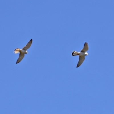 Falco cenchroides (Nankeen Kestrel) at Ginninderry Conservation Corridor - 14 Sep 2020 by RodDeb