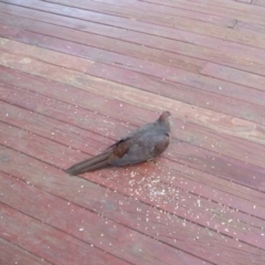 Macropygia phasianella (Brown Cuckoo-dove) at Penrose - 15 Sep 2020 by Tsu