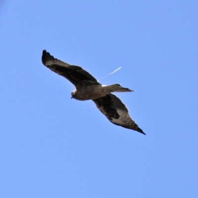 Hieraaetus morphnoides (Little Eagle) at Woodstock Nature Reserve - 14 Sep 2020 by RodDeb
