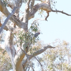 Callocephalon fimbriatum (Gang-gang Cockatoo) at Downer, ACT - 15 Sep 2020 by ConBoekel