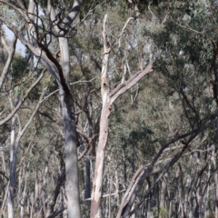 Callocephalon fimbriatum at Downer, ACT - suppressed