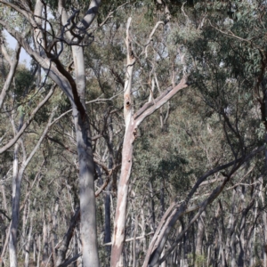 Callocephalon fimbriatum at Downer, ACT - suppressed