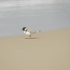 Charadrius rubricollis (Hooded Plover) at Eden, NSW - 15 Sep 2020 by SueMuffler