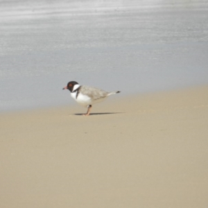 Charadrius rubricollis at suppressed - 15 Sep 2020