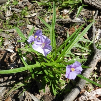 Solanum (genus) (Nightshades, soda apples, devils apples) at Eden, NSW - 15 Sep 2020 by SueMuffler