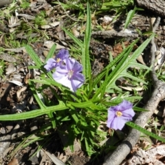 Unidentified Other Wildflower or Herb (TBC) at Eden, NSW - 15 Sep 2020 by SueMuffler